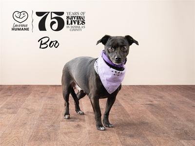A black dog with a purple bandana around its neck stands on a wooden floor in front of a plain wall. The dog has light brown eyes and is looking at the camera. Text on the wall reads "75 YEARS OF SAVING LIVES IN DOUGLAS COUNTY" and "Lawrence HUMANE" with a heart logo. The dog's name, "Boo", is also written on the wall.