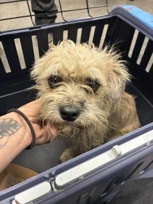 Barkoby, Terrier / Mixed Breed, adult, available for adoption