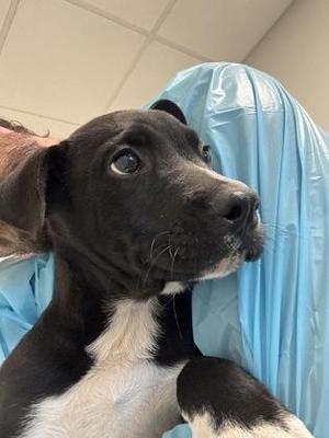 Artemis, Pit Bull Terrier / Mixed Breed, puppy, available for adoption
