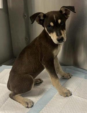 Astarion, Shepherd / Pit Bull Terrier, puppy, available for adoption