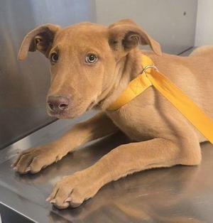Chai Latte, Mixed Breed, puppy, available for adoption