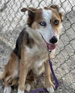 A brown and white dog with blue eyes sitting in front of a chain-link fence.
