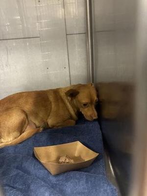 Blanca, Chihuahua / Mixed Breed, adult, available for adoption