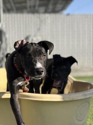 Batty, Pit Bull Terrier / Mixed Breed, puppy, available for adoption