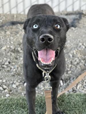 A black dog with heterochromia, one blue eye and one brown eye, standing on a leash with its mouth open and tongue out, looking at the camera.