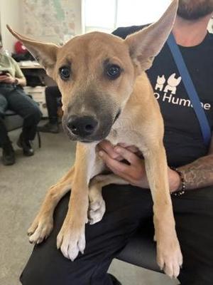 Churro, Shepherd / Mixed Breed, puppy, available for adoption