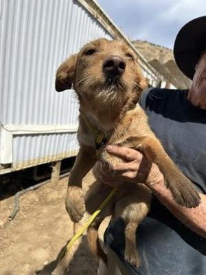 Bellamee, Terrier / Mixed Breed, adult, available for adoption