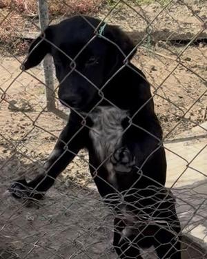 Adam, Mixed Breed, puppy, available for adoption