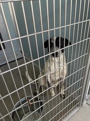A black and white dog sitting inside a metal cage, looking out through the bars.