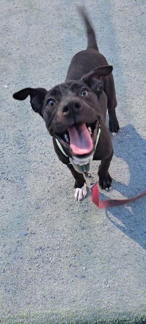 A black dog with a happy expression, standing on a concrete surface, wearing a collar and leash.
