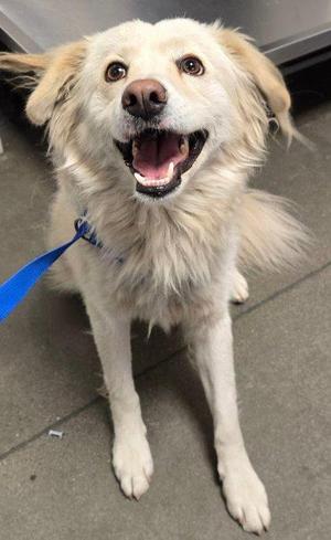 A happy white dog with floppy ears and a blue leash, sitting on a concrete floor.