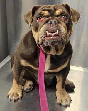 Baked Potato Bertha, English Bulldog / Mixed Breed, adult, available for adoption
