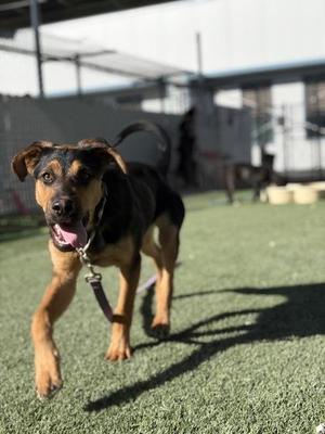 Cami Cupid, German Shepherd Dog / Doberman Pinscher, puppy, available for adoption