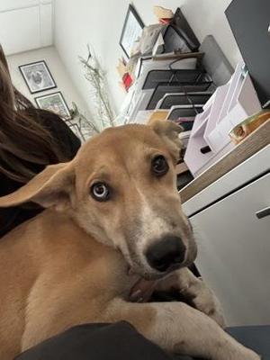 Chalupa, Shepherd / Mixed Breed, puppy, available for adoption