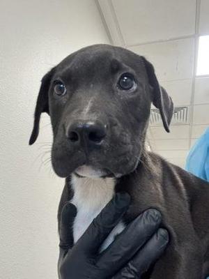 Apollo, Pit Bull Terrier / Mixed Breed, puppy, available for adoption