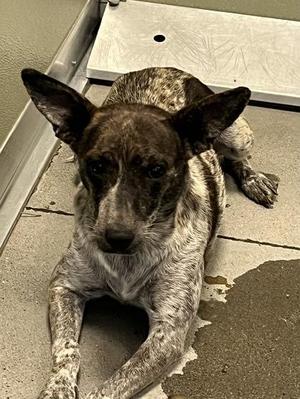Candy Apple, Cattle Dog / Chihuahua, adult, available for adoption