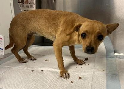 Central, Chihuahua / Mixed Breed, puppy, available for adoption