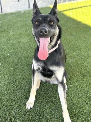 A black and white dog with pointed ears and a pink tongue sticking out, sitting on green artificial grass.
