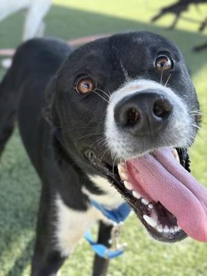 Boba, Border Collie / Husky, puppy, available for adoption