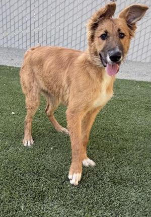 A brown dog with a white chest and paws standing on green artificial grass, with its tongue out and ears perked up.
