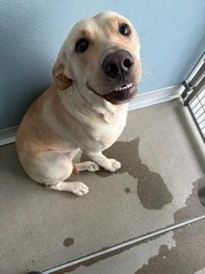 A light-colored dog sitting on a concrete floor with a wet patch behind it, looking up with a happy expression.