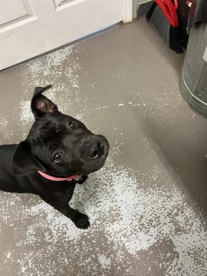 black dog wearing pink collar looking up