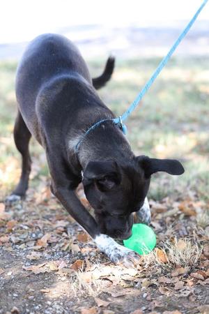 Charlotte, Pit Bull Terrier / Mixed Breed, young, available for adoption