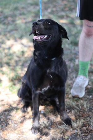 Bane, Labrador Retriever / Mixed Breed, young, available for adoption