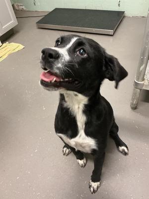 Gimli, Mixed Breed, young, available for adoption