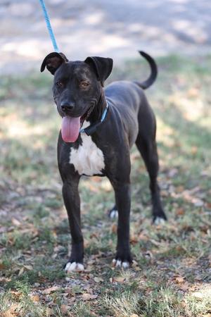 A black and white dog with a blue leash, standing on grass and looking at the camera with its tongue out.