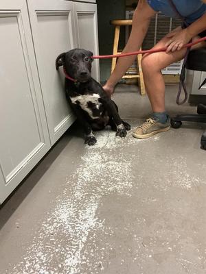 Gator, Pit Bull Terrier / Mixed Breed, puppy, available for adoption