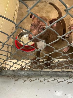 George, Mixed Breed, puppy, available for adoption