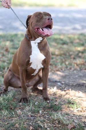 a brown and white dog sitting on grass with its mouth open
