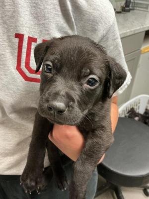 Cohen, Pit Bull Terrier / Mixed Breed, puppy, available for adoption