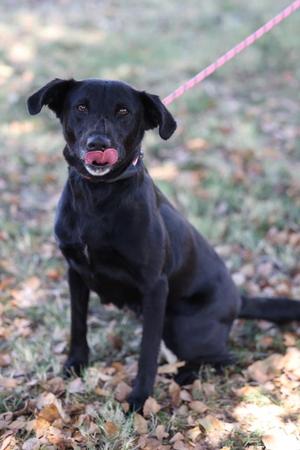 Blackie, Labrador Retriever / Mixed Breed, adult, available for adoption