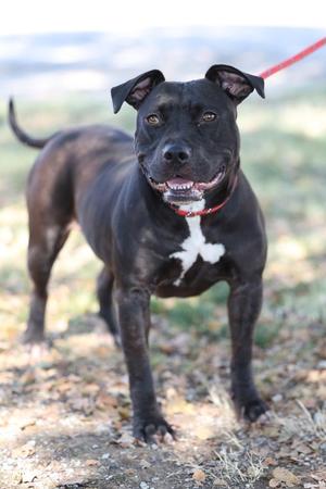 Ellie Mae, Mixed Breed, adult, available for adoption