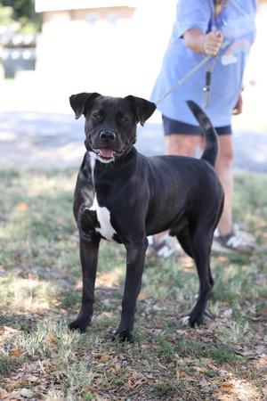 Baxter, Labrador Retriever / Pit Bull Terrier, adult, available for adoption