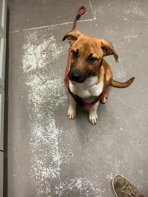 A brown and white dog wearing a red harness, sitting on a concrete floor.
