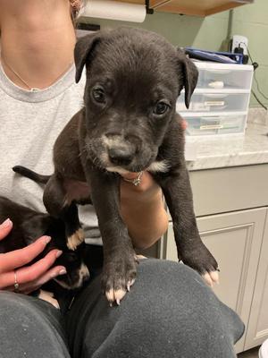 Carson, Pit Bull Terrier / Mixed Breed, puppy, available for adoption