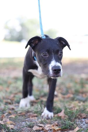 Courage, Pit Bull Terrier / Mixed Breed, puppy, available for adoption