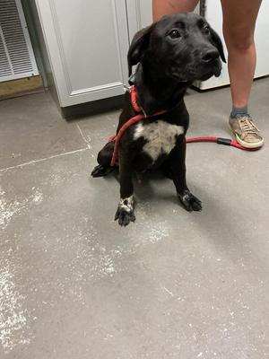 Graham, Pit Bull Terrier / Mixed Breed, puppy, available for adoption