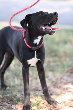 Harvey, Mixed Breed, puppy, available for adoption
