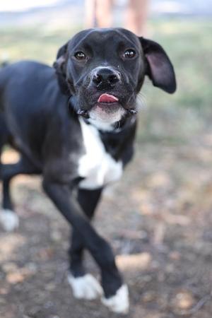 A black and white dog with a white chest and paws, standing on a dirt path with its tongue out.