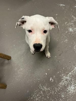 A white dog with black spots on its ears and a black nose is looking up at the camera. The dog is standing on a gray concrete floor with some white specks on it. A wooden object is partially visible on the left side of the image.