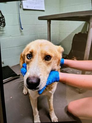 Bingo, Husky / Mixed Breed, adult, available for adoption
