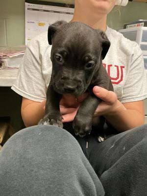Colby, Pit Bull Terrier / Mixed Breed, puppy, available for adoption
