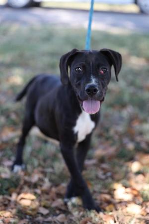 a black and white dog with a blue leash standing on grass