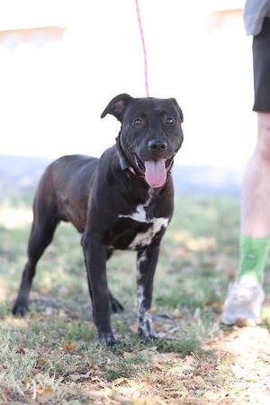 Gizmo, Pit Bull Terrier / Mixed Breed, puppy, available for adoption