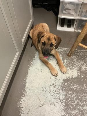 A brown dog lying on a concrete floor with its tongue out, next to a white cabinet and a wooden chair.
