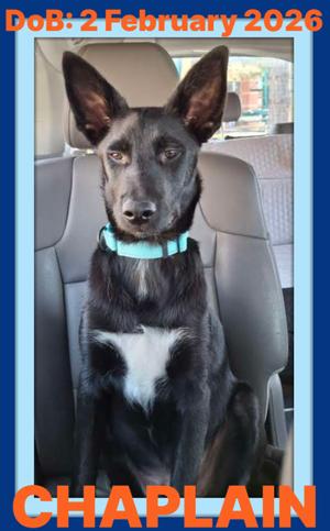 CHAPLIN, German Shepherd Dog / Border Collie, young, available for adoption